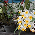 Den. densiflorum 密花石斛