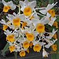 DSCN4577