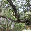 DSCN4551