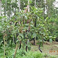 DSCN4777