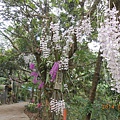 DSCN4661