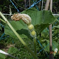 DSCN5208