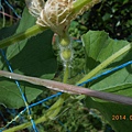 DSCN5211