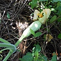 DSCN5294