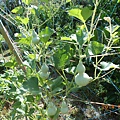 DSCN5290