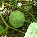 DSCN5427