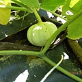 DSCN5426