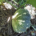 DSCN5429