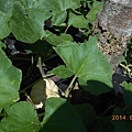 DSCN5422