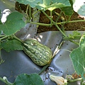 DSCN5423