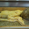 DSCN5492