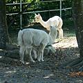 DSCN5477