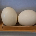 DSCN5488