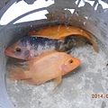 水族箱新增3條紅尼羅魚