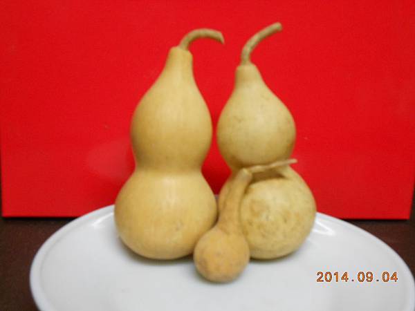 DSCN5869