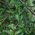 DSCN5887