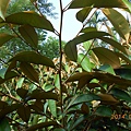DSCN5981