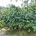 DSCN6045