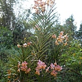 萬代蘭目前開花情況