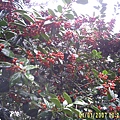 DIGI0189