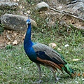 DSCN6162
