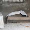 DSCN6161