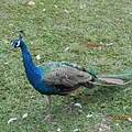 DSCN6163