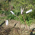 移植今年初嫁接的3棵紅葉碧桃