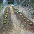 DSCN6885