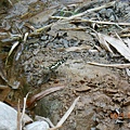 DSCN7558