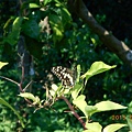 DSCN8131