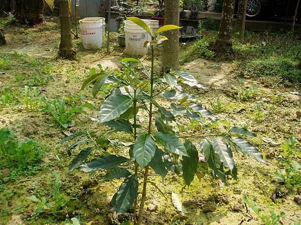 93.2.18種植咖啡樹.JPG