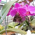 DSCN0241.JPG