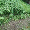 DSCN0354.JPG