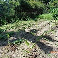 DSCN0362.JPG