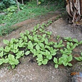 DSCN0933.JPG
