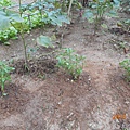 DSCN0965.JPG