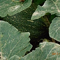 DSCN1208.JPG