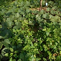 DSCN1223.JPG