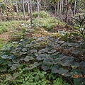 DSCN1225.JPG
