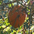 DSCN1330.JPG