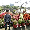 2017_2_19看櫻花_1.jpg