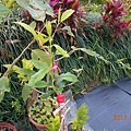 DSCN2155.JPG