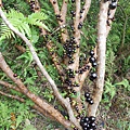 DSCN2226.JPG