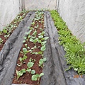 DSCN4207.JPG
