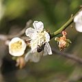 IMG_8687.JPG