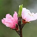 100-15IMG_9261.JPG