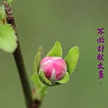 100-19IMG_9270.JPG