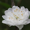 100-17IMG_9267.JPG