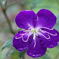 100-25IMG_9289.JPG